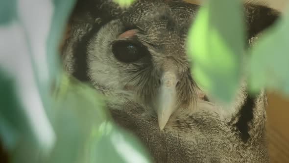 EXTREME CLOSE UP, A Verreaux eagle owl behind some tree leaves