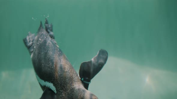 Magellanic Penguin Dive Into The Aquarium. - underwater