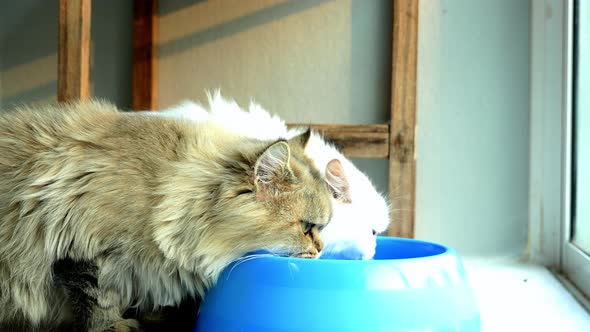 Persian Cats Drinking Water From A Bowl