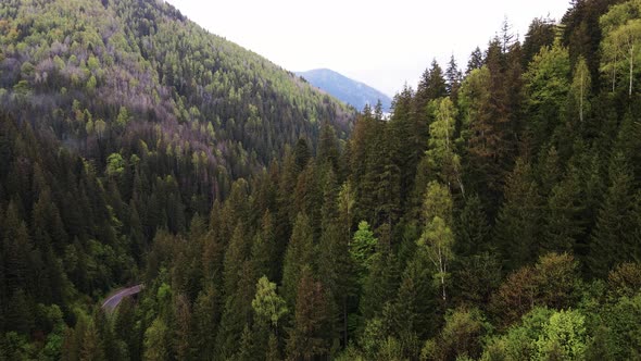 Ukraine, Carpathians: Forest Landscape. Aerial View