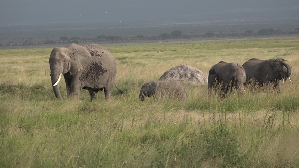 Safari in Kenya and Tanzania. Elephants in an African savanna.