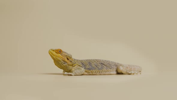 Full Length Profile of Lizards Bearded Agama or Pogona Vitticeps Isolated at Beige Background in