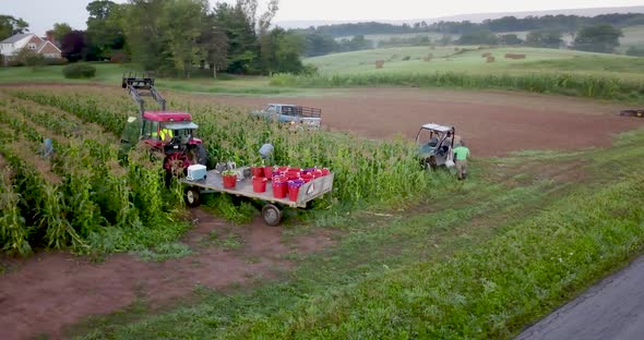 Aerial view of workers in field harvesting corn and tractor pulling corn wagon. Camera orbits around