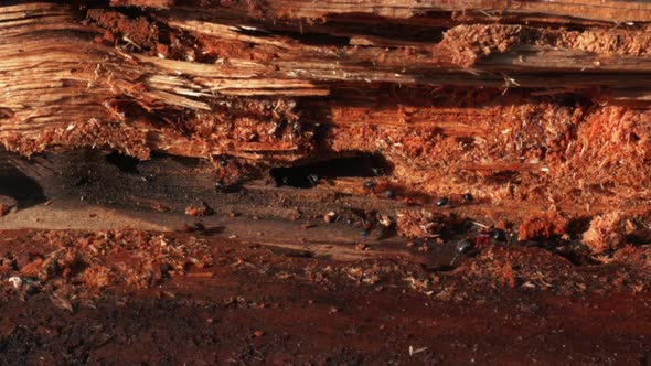 Close up shot of fire ant colony living on the red wood looking like canyons of Mars. Nature. Anting