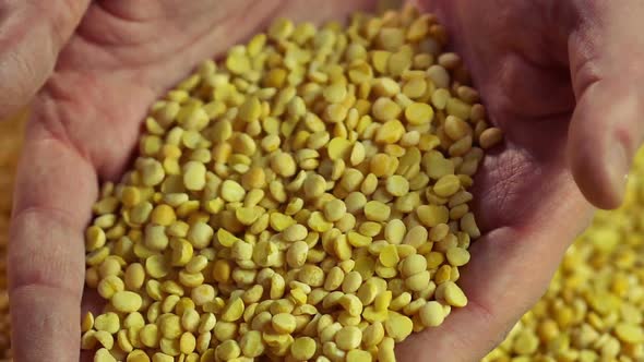 Hands of Hard-Working Man Touching Split Peas, Enjoying Labor Result, Closeup