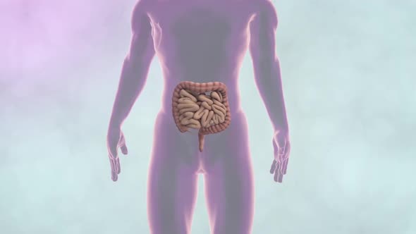 digestive system - intestines.mov alt