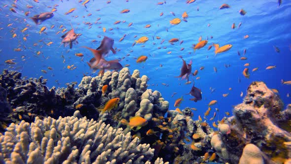 Underwater Scene Colorful World