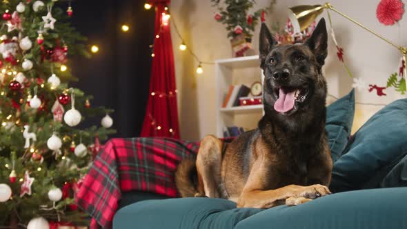 Malinois Bard Lying on Sofa in Living Room