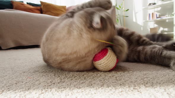 Funny Cat Playing with Toy Ball on Floor Closeup Scottish Fold Portrait