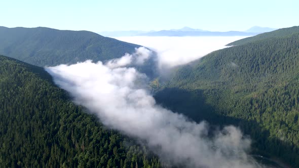 Aerial View Above the Clouds Mountains Range Covered with Pine Tree Forest