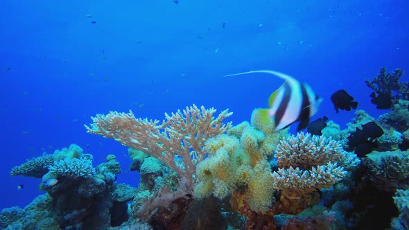 Coral Garden Underwater Life