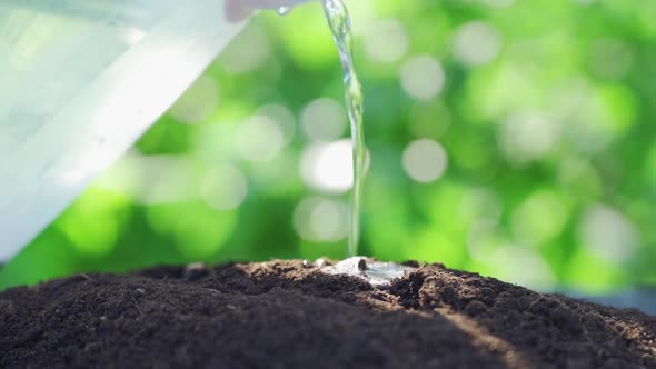 Young Plant Watered From a Watering Can