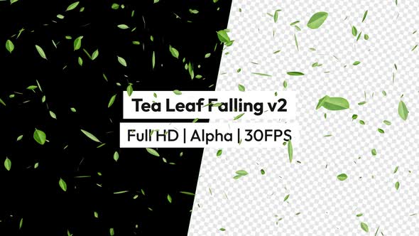 Tea Leaf Rain Leaves Falling with Alpha