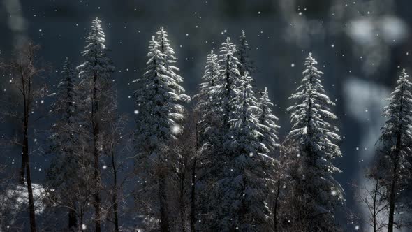 Misty Fog in Pine Forest on Mountain Slopes