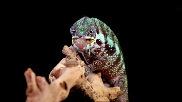 Panther Chameleon Shoots It's Tongue Out To Catch A Cricket