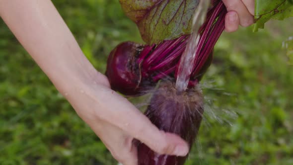 Farmer Washes Raw Beets in the Garden