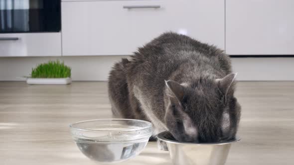 A Gray Cat in the Kitchen Eats Dry Food From a Bowl a Glass Bowl with Water Stands Next to It Licks