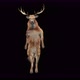 63 Deer Dancing 4K - VideoHive Item for Sale