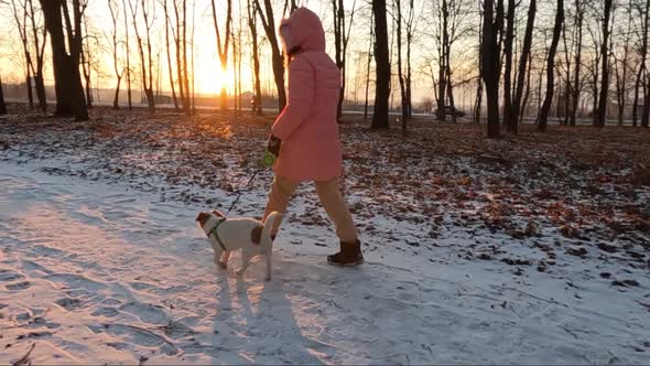 A girl in a pink dress and a dog of the Jack Russell Terrier walk in the winter park.