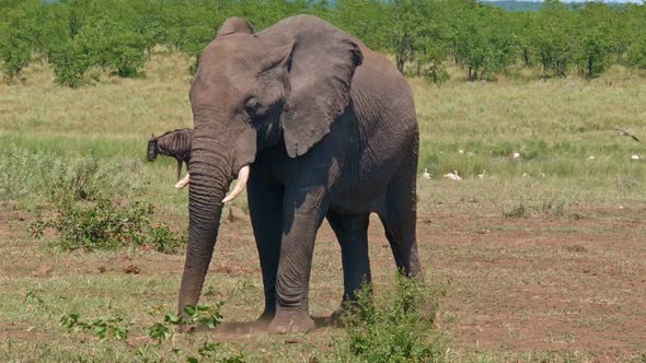 Elephants By The Watering Hole - III