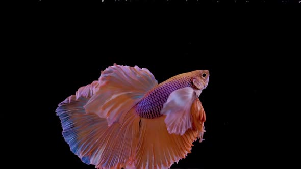 The colorful Siamese Elephant Ear Fighting Fish Betta Splendens, also known as Thai Fighting Fish or