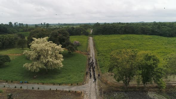 Black on their way to the green fields in a facility at the Ecuadorian province of Santo Domingo.