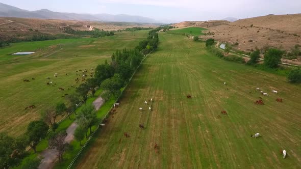 Many Horses Grazing At Farm