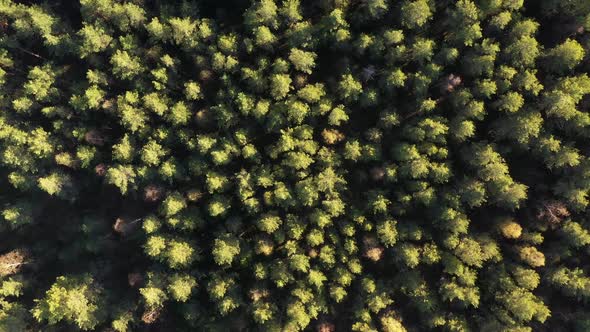 Spring Forest. Wild Nature. Aerial View