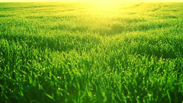 Sunset Sun and Field of Green Fresh Grass