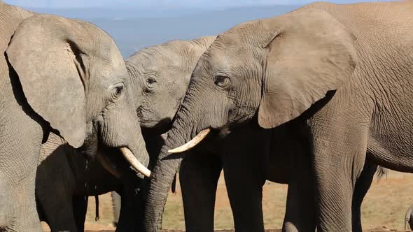 African Elephants Interacting