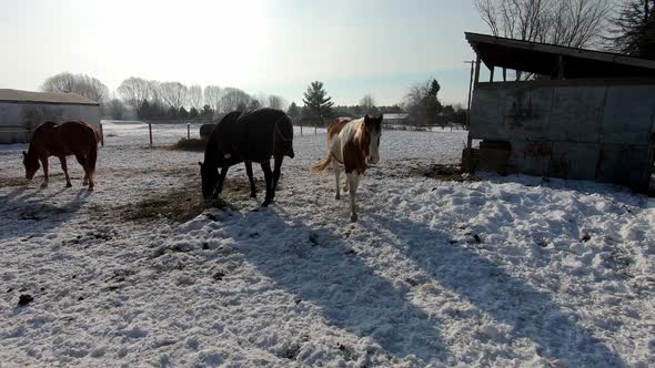 Paint Quarter Horse Walking Towards Camera With Off-track Thoroughbred (OTTB) And Other Quarter Hors