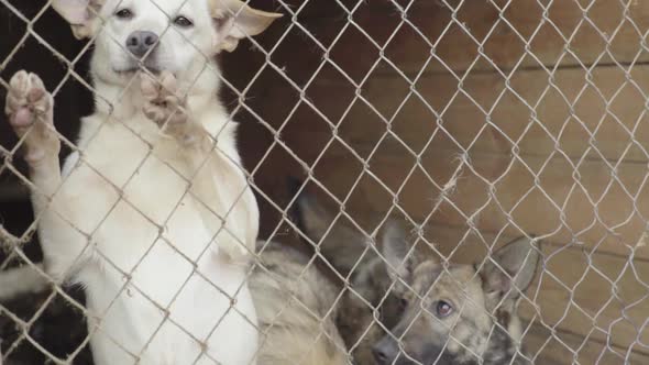 Homeless Dogs in a Dog Shelter. Slow Motion