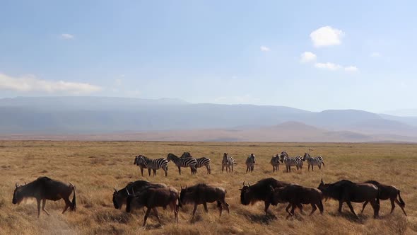 A slow motion clip of a herd wildebeest, Connochaetes taurinus or Gnu marching past Zebra, Equus Qua