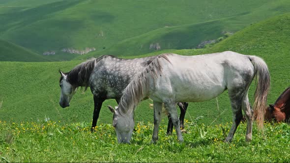 Herd of Horses Grazing in Mountains