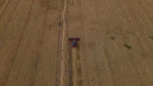 Combine Harvester Working In The Field.