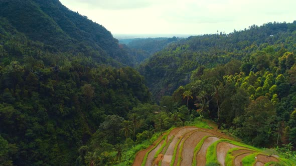 Aerial view of rice terraces and jungle covered gorge