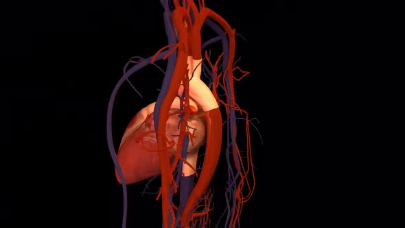 Human heart, realistic anatomy 3d model of human heart on the monitor