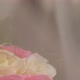 bouquet - VideoHive Item for Sale