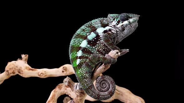 Chameleon On A Branch