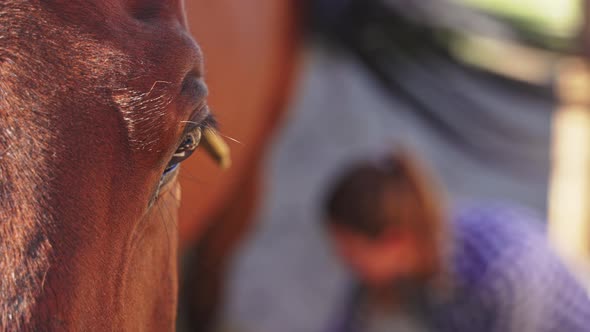 Caretaker Cleaning Her Horse Legs Closeup View Of Horse Head During The Daytime