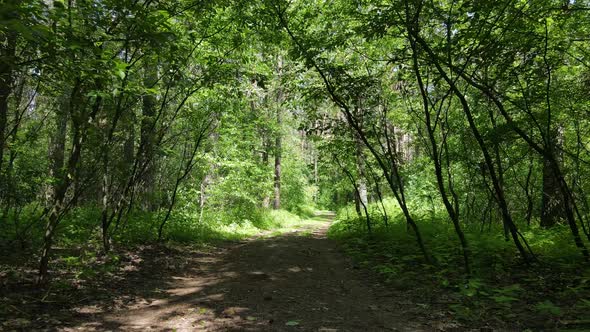 Beautiful Green Forest on a Summer Day Slow Motion