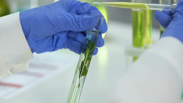 Lab Assistant Dripping Concentrated Oil Liquid in Tube With Plant, Cosmetology