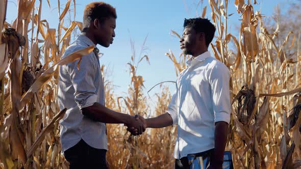 Two Young African American Men Agronomists Shake Hands in Agreement in the Middle of a Corn Field