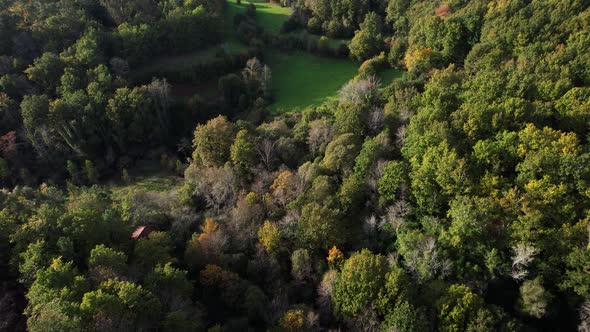 Drone flying above dense forest