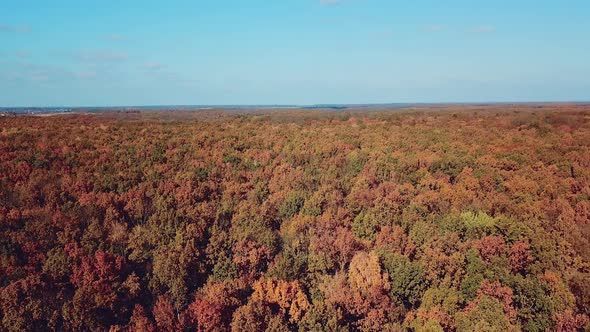 Natural scenery of beautiful forest in autumn under the clear blue sky.