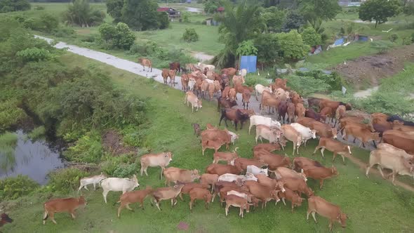 Aerial view group of cows