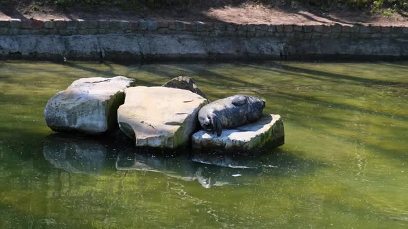 Harbor Seals Rests on the Rock in Zoo