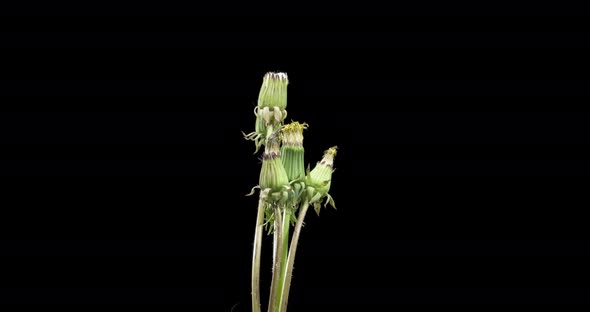 Time Lapse of Dandelion Opening Close Up View