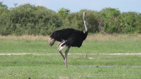 Ostrich grazing and looking up on the savanna 