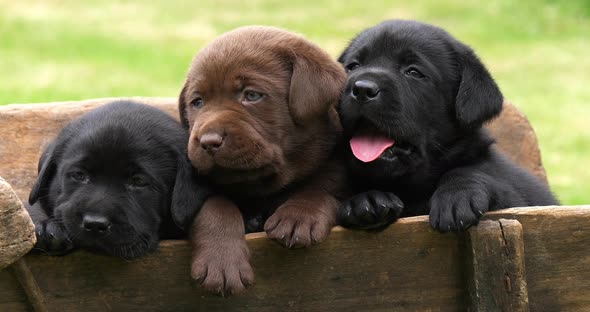 Labrador Retriever, Brown and Black Puppies in a Wheelbarrow, Normandy in France, Slow Motion 4K